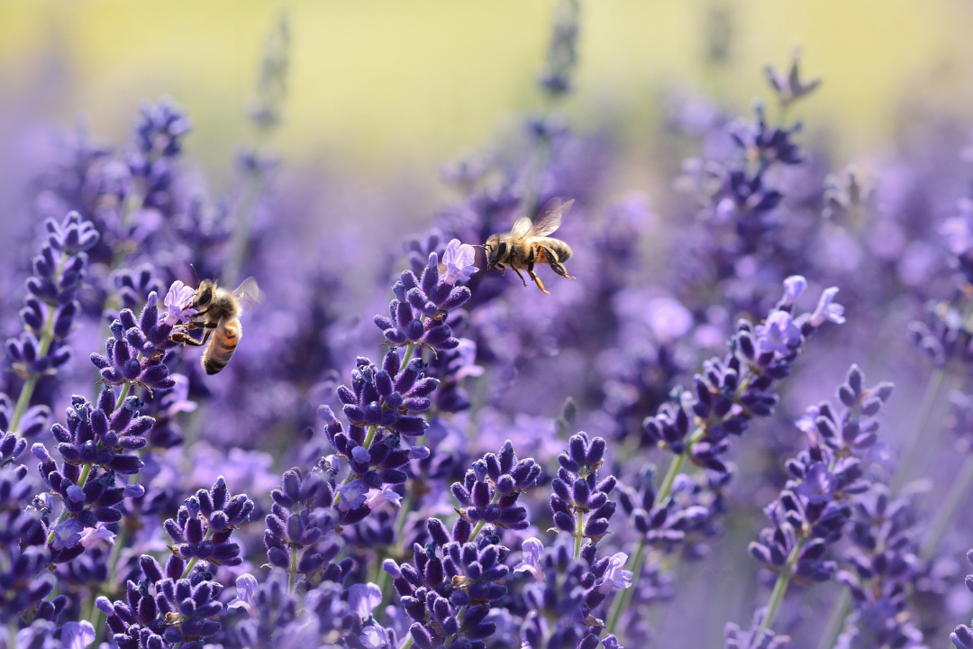 Bees in Lavender